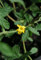 damiana flower
